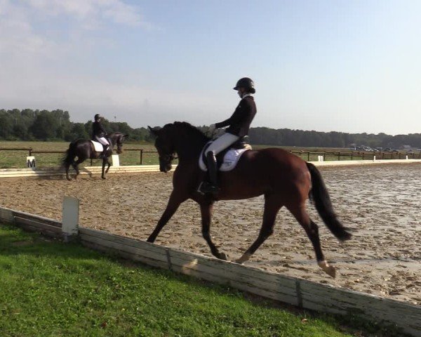 Reitturnier Ostbevern 2024