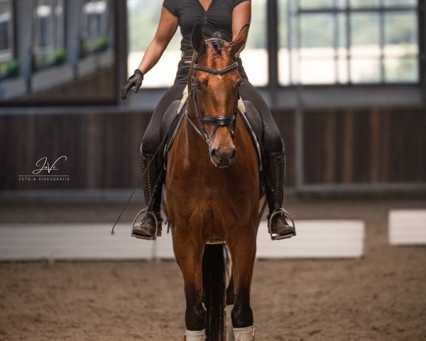 horse Ontario W (KWPN (Royal Dutch Sporthorse), 2019, from Glamourdale)