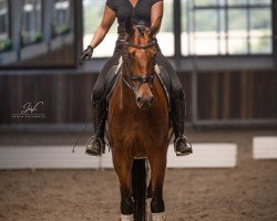 Cavallo Ontario W (KWPN (Warmblood olandese), 2019, di Glamourdale)