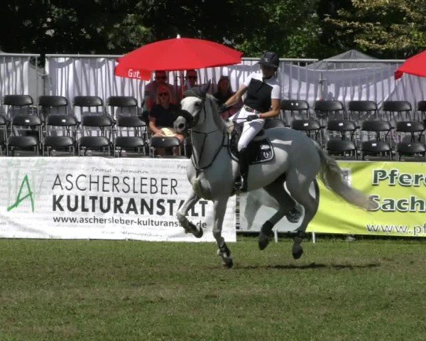 Reitturnier Aschersleben 2024