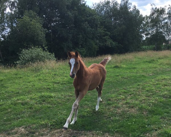 broodmare Birkenhain Gwendolyn in red (German Riding Pony, 2019, from Cooper County WE)