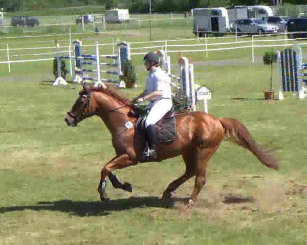 Nord-Ost-Pferd 2013