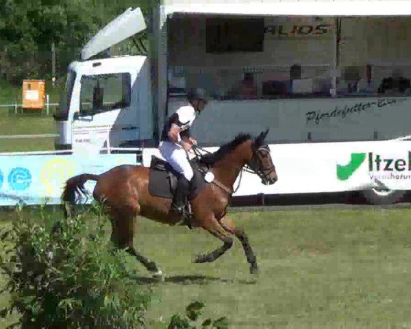 Reitturnier Rendsburg 2013