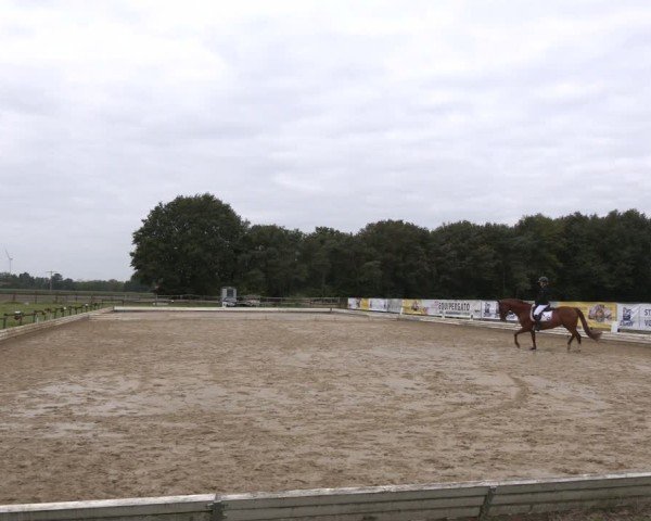 Reitturnier Ostbevern 2024