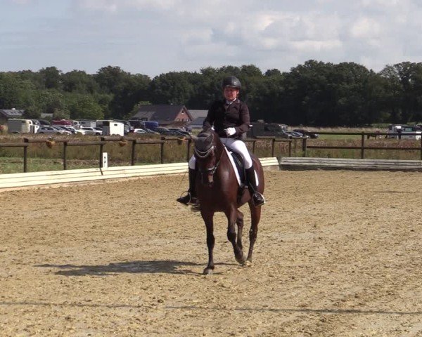 Reitturnier Ostbevern 2024
