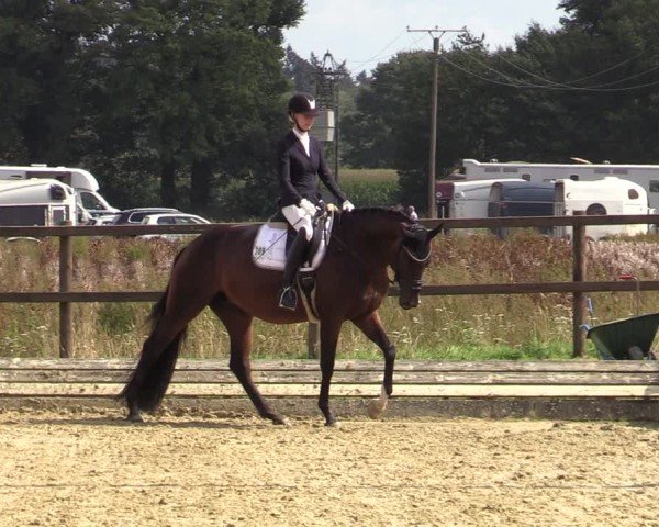 Reitturnier Ostbevern 2024