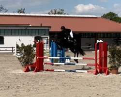 jumper Lady Bella 2 (Holsteiner, 2018, from Cornetino 231 FIN)