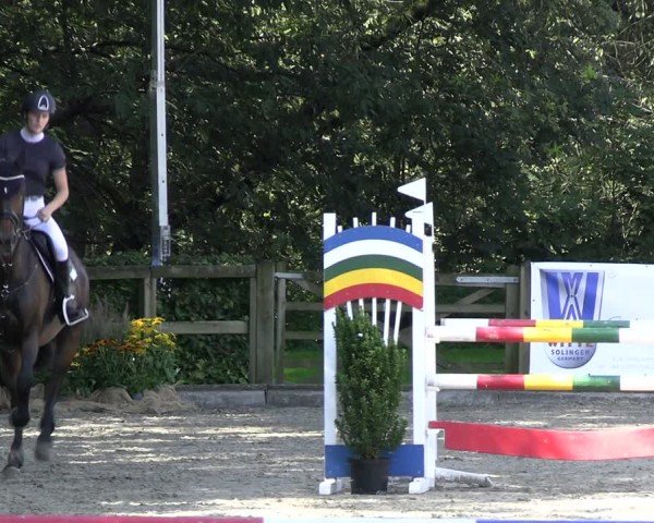 Reitturnier Solingen 2024