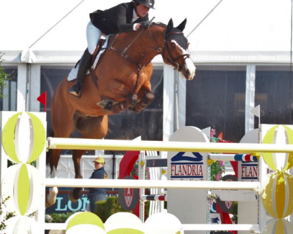 jumper Calore van de Helle (Holsteiner, 2006, from Casall Ask)