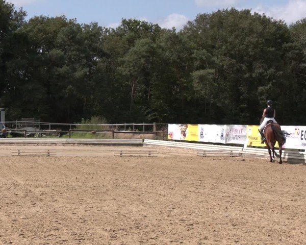 Reitturnier Ostbevern 2024