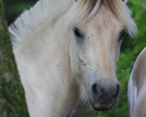horse Casimir (Fjord Horse, 2023, from Caron vom Eekbarg)