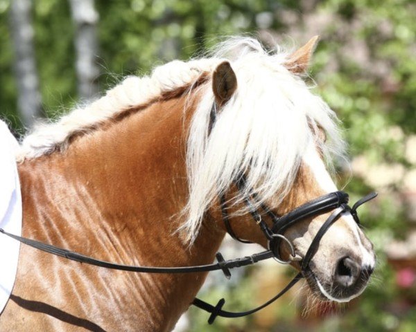 dressage horse Maximus 15 (Haflinger, 2009, from liz. 121/T Walddorf) dressage horse Maximus 15 (Haflinger, 2009, from liz. 121/T Walddorf)