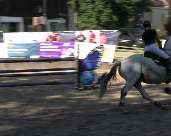 Reitturnier Solingen 2024