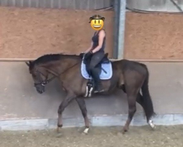 horse Linus (Oldenburg, 2018, from Leviathan)