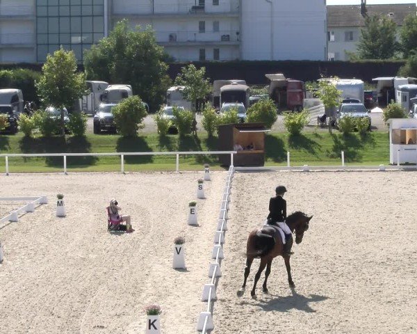 Reitturnier Bülach 2024