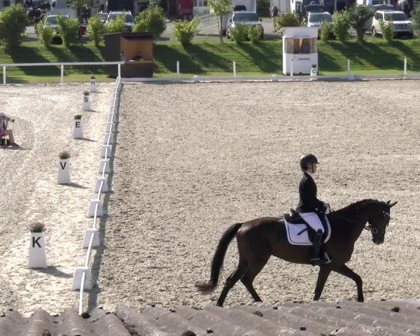 Reitturnier Bülach 2024