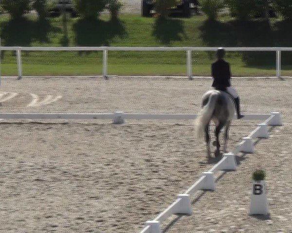 Reitturnier Bülach 2024