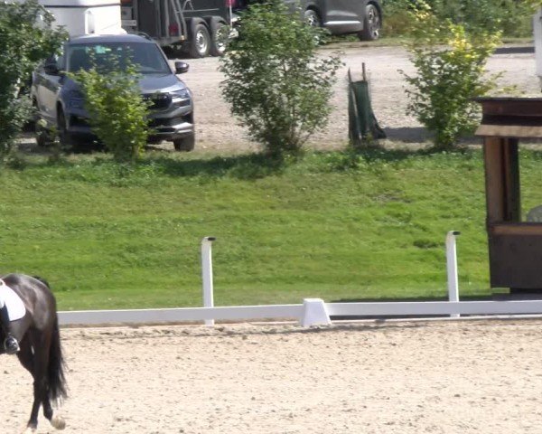 Reitturnier Bülach 2024
