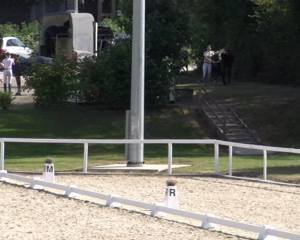 Reitturnier Bülach 2024
