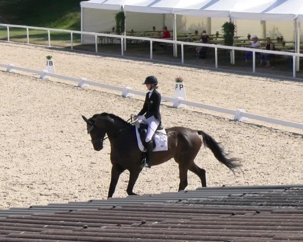 Reitturnier Bülach 2024