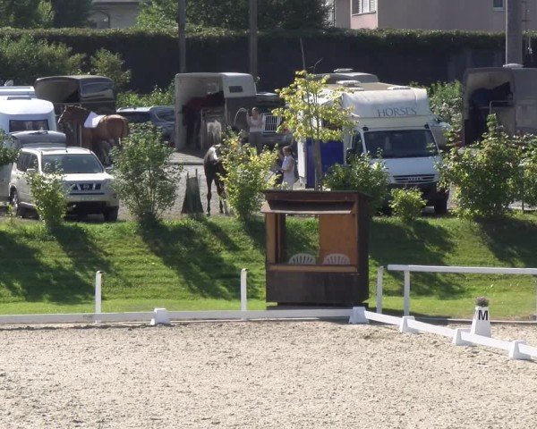 Reitturnier Bülach 2024