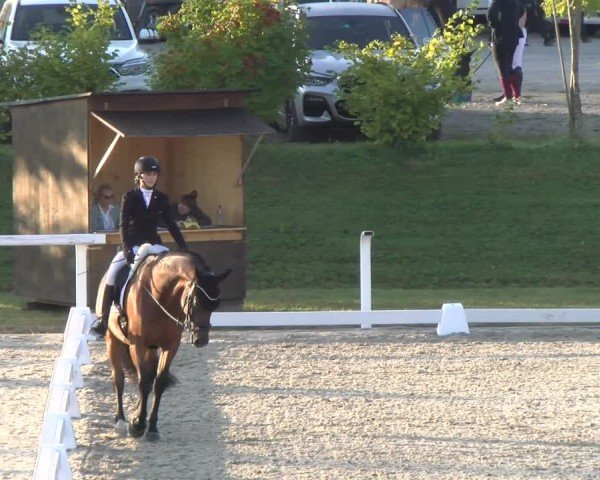 Reitturnier Bülach 2024