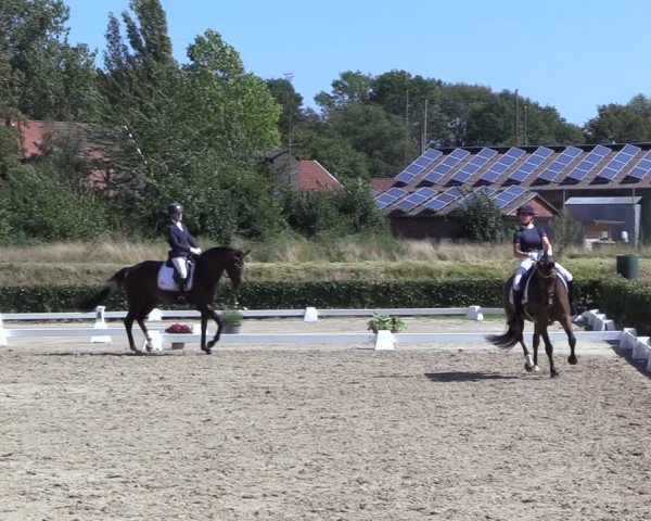 Reitturnier Werne 2024