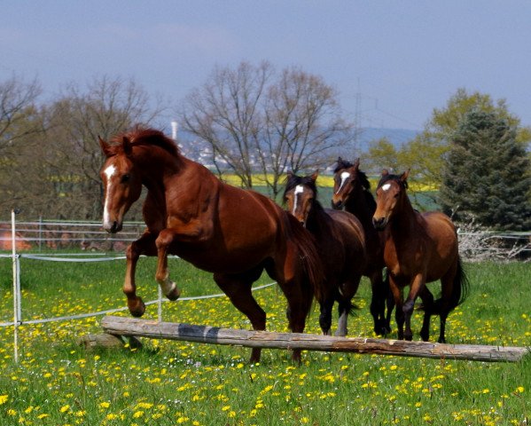Pferd Drachentänzer (Westfale, 2013, von Dankeschön)