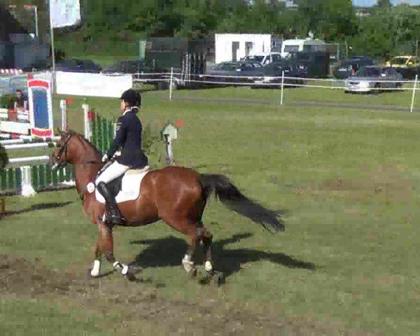Nord-Ost-Pferd 2013