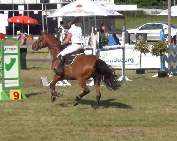 Nord-Ost-Pferd 2013