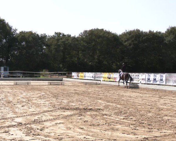 Reitturnier Ostbevern 2024