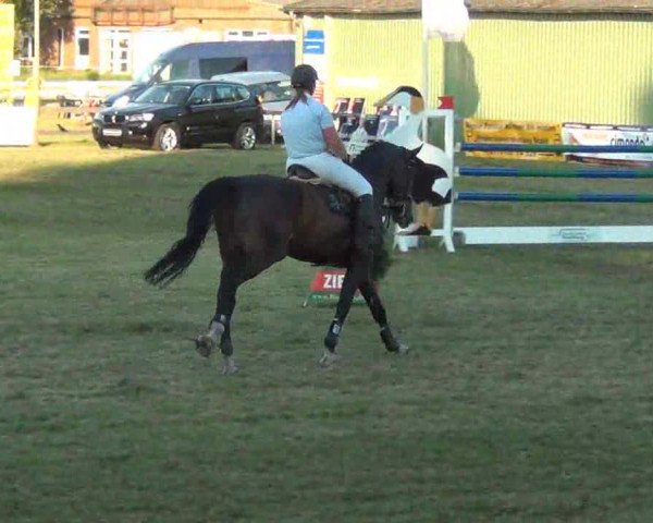 Reitturnier Rendsburg 2013