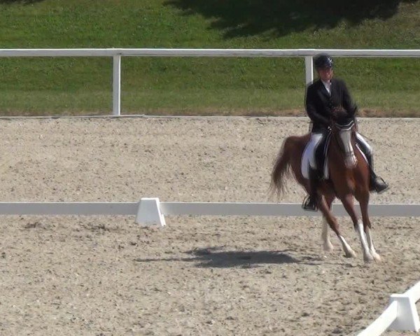 Reitturnier Bülach 2024