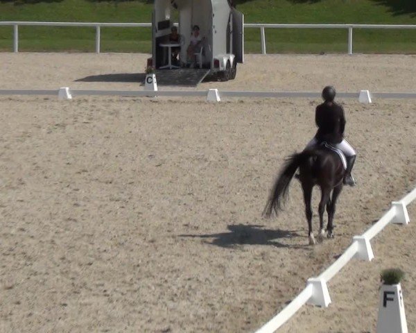 Reitturnier Bülach 2024