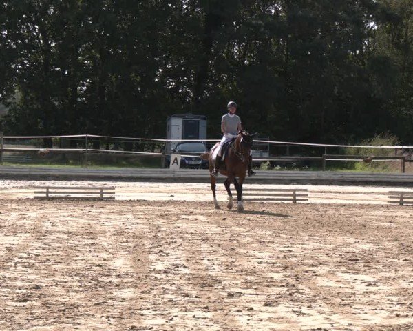 Reitturnier Ostbevern 2024