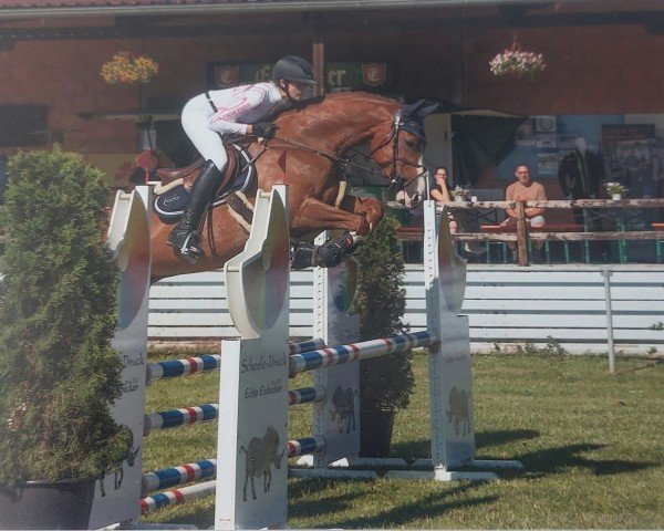 jumper Hickstead's Moon Kw (Hanoverian, 2018, from HICKSTEAD WHITE)