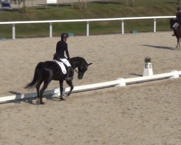 Reitturnier Bülach 2024