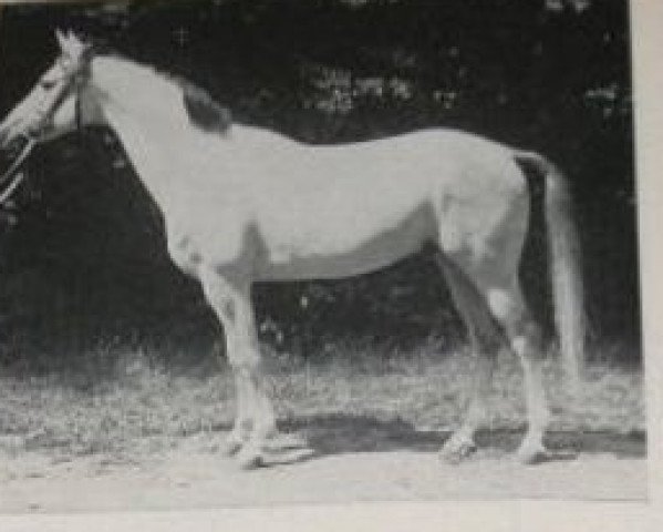 Deckhengst Pokal (Trakehner, 1942, von Fetysz ox 1924)