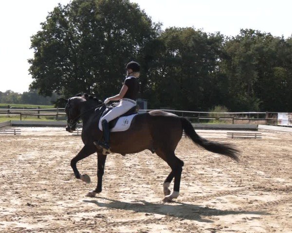Reitturnier Ostbevern 2024