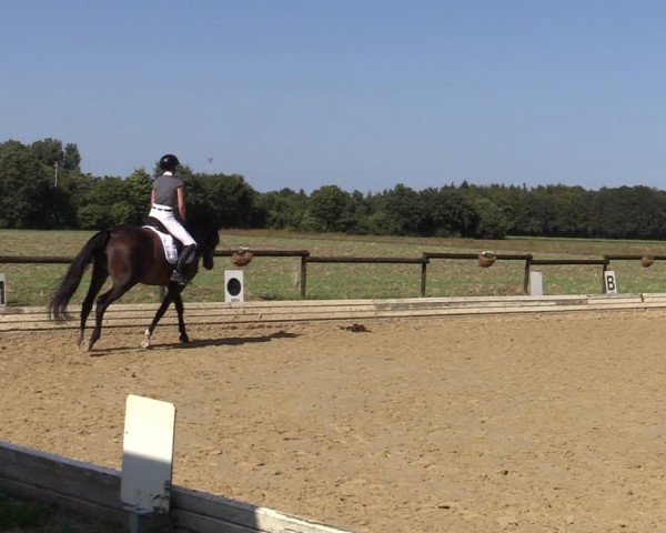 Reitturnier Ostbevern 2024