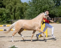 Zuchtstute Dein ist mein ganzes Herz (Dr.Fendrich) (Deutsches Reitpony, 2018, von Dating AT NRW)