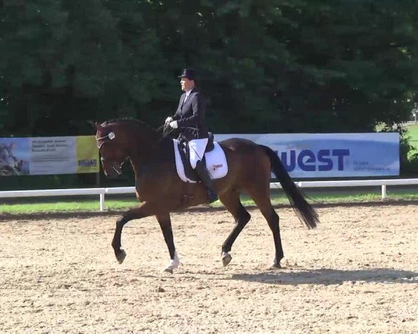 Dressurturnier am Monrepos 2013