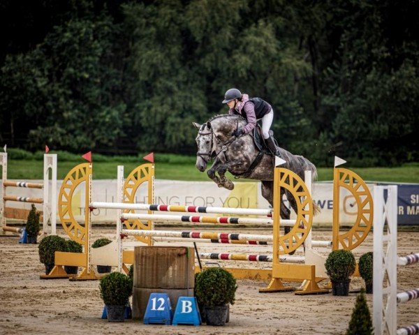 jumper Donatella 111 (Hanoverian, 2017, from Diacontinus) jumper Donatella 111 (Hanoverian, 2017, from Diacontinus)
