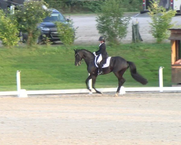 Reitturnier Bülach 2024