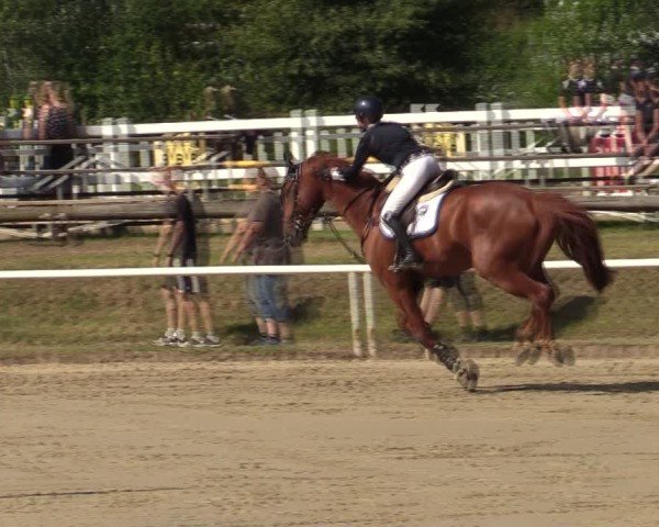 Reitturnier Werne 2024