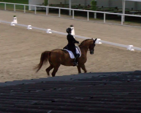 Reitturnier Bülach 2024