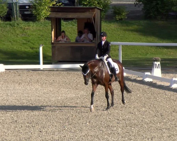 Reitturnier Bülach 2024