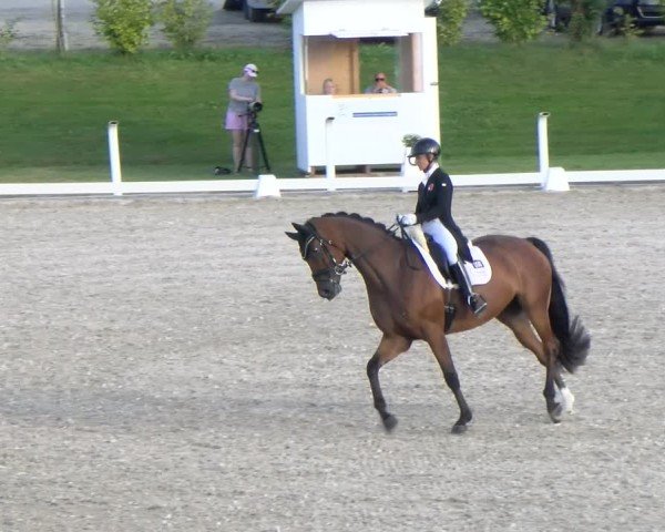 Reitturnier Bülach 2024