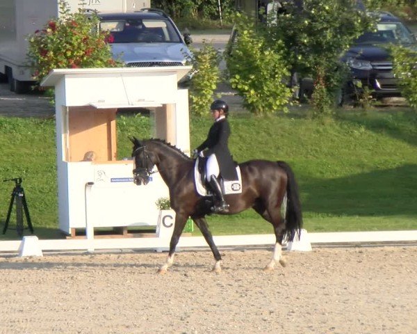Reitturnier Bülach 2024