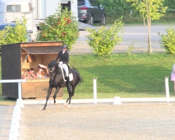 Reitturnier Bülach 2024